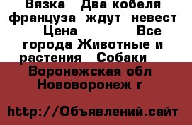  Вязка ! Два кобеля француза ,ждут  невест.. › Цена ­ 11 000 - Все города Животные и растения » Собаки   . Воронежская обл.,Нововоронеж г.